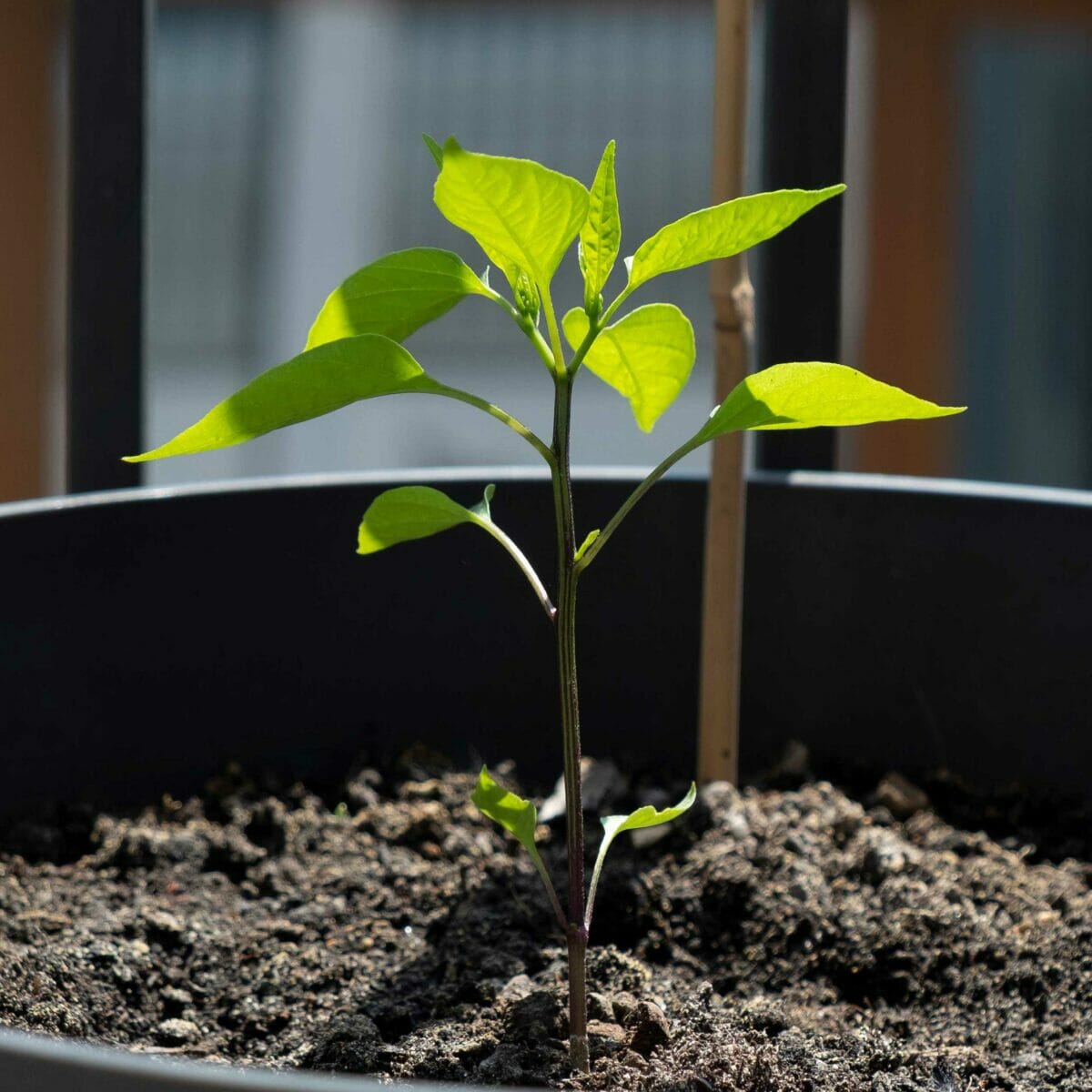 Urbangardening1